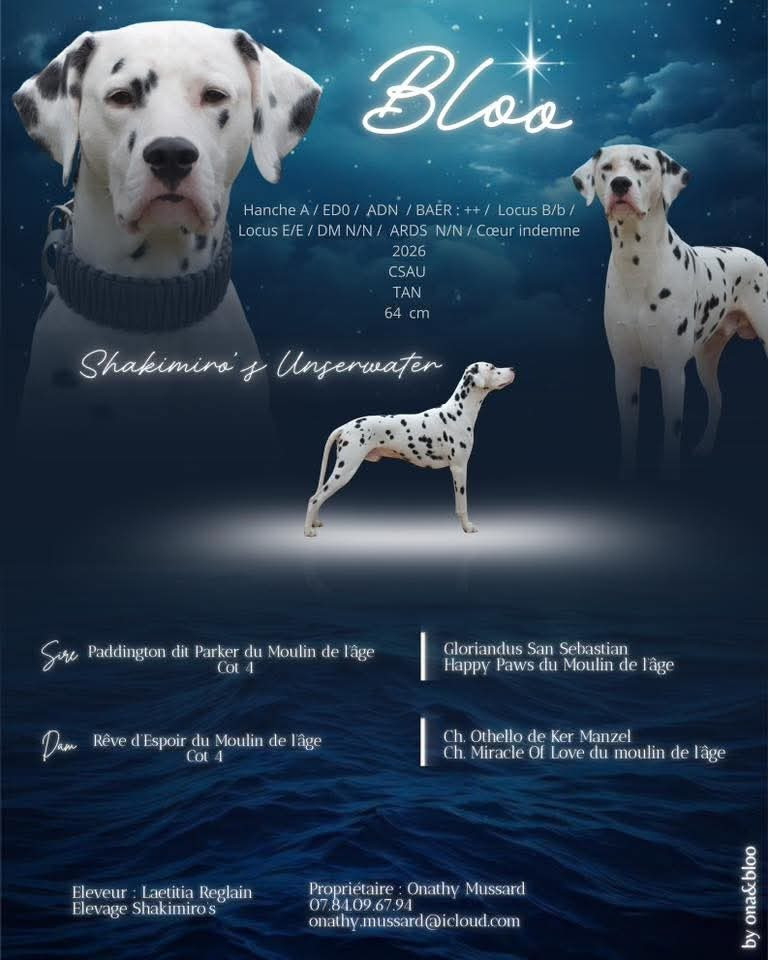 Shakimiro's Underwater disponible en saillie !