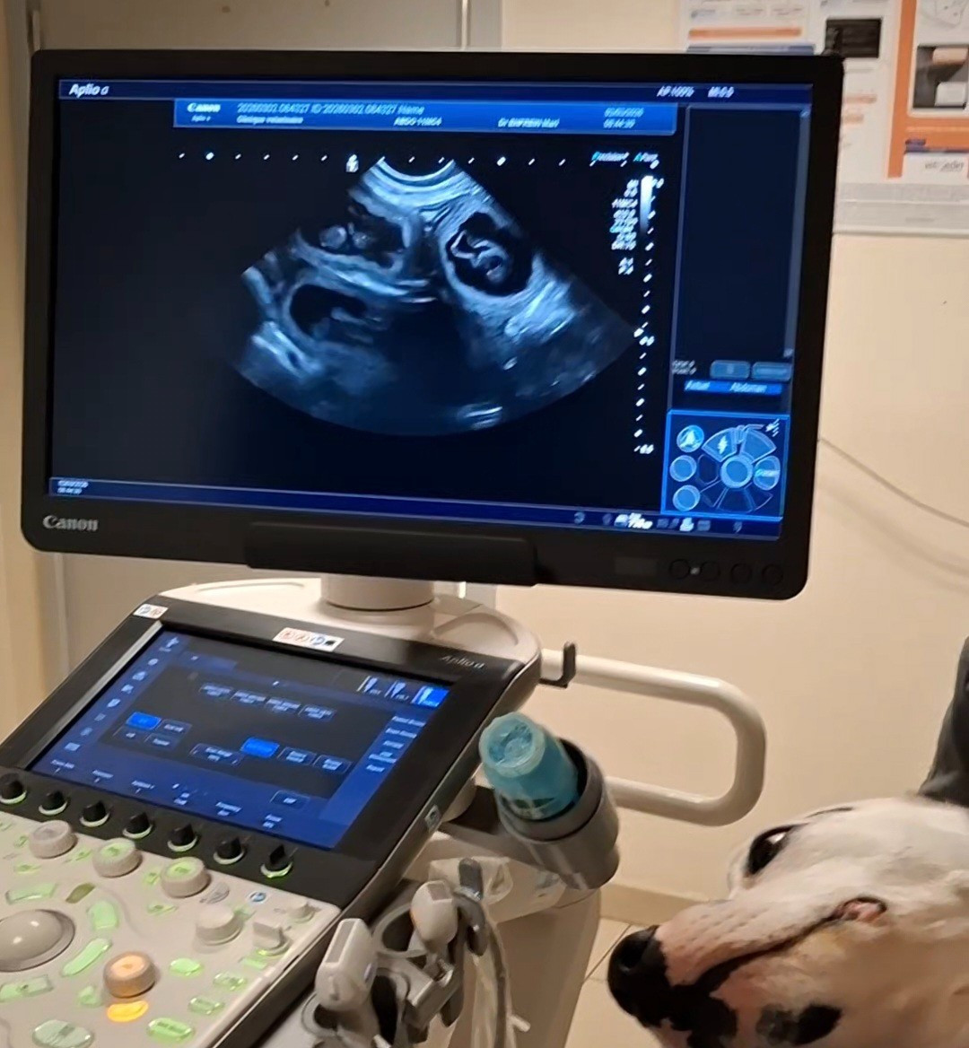 Des Bébés ARRIVENT