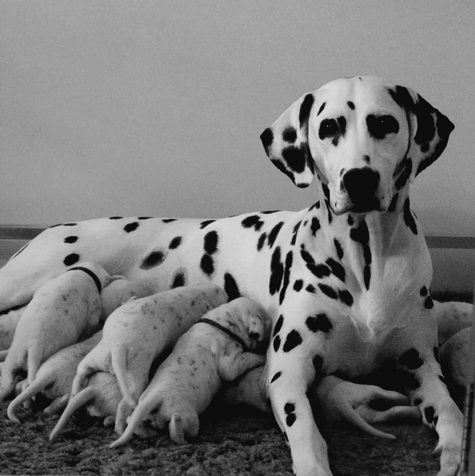 Shakimiro's - Dalmatien - Portée née le 23/02/2023