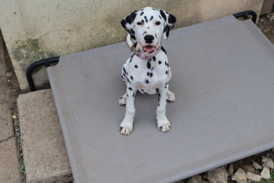 CHIOT 1